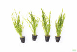 Vallisneria Asiatica Biwaensis_Aquarium Plant For Sale