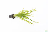 Vallisneria Asiatica Biwaensis_Aquarium Plant For Sale