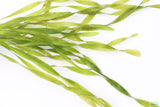 Vallisneria Asiatica Biwaensis_Aquarium Plant For Sale