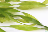 Vallisneria Asiatica Biwaensis_Aquarium Plant For Sale