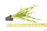 Vallisneria Asiatica Biwaensis_Aquarium Plant For Sale