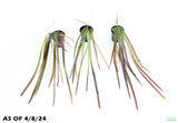 Vallisneria Spiralis Leopard_Easy Background Aquarium Plant For Sale