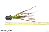 Vallisneria Spiralis Leopard_Easy Background Aquarium Plant For Sale