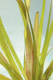 Vallisneria Spiralis Leopard_Easy Background Aquarium Plant_Leopard Val
