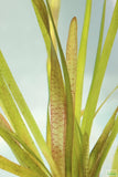 Vallisneria Spiralis Leopard_Easy Background Aquarium Plant_Leopard Val