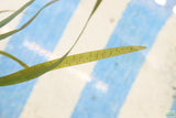 Vallisneria Spiralis Leopard_Easy Background Aquarium Plant_Leopard Val