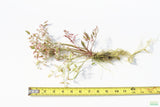 Variegated Celery_Pond Plant_Aquarium Plant For Sale