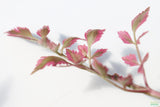 Variegated Celery_Pond Plant_Aquarium Plant For Sale