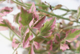 Variegated Celery_Pond Plant_Aquarium Plant For Sale