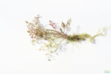 Variegated Celery_Pond Plant_Aquarium Plant For Sale