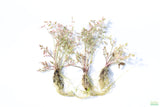 Variegated Celery_Pond Plant_Aquarium Plant For Sale