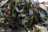 Cryptocoryne 'Petchii"