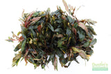 Cryptocoryne 'Petchii"