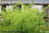 Water Sprite_Above Water Grown_Aquarium Plant For Sale