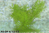 Water Sprite_Aquarium plant for sale_aquarium plants for sale