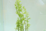Water Sprite_Aquarium plant for sale_aquarium plants for sale