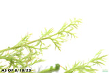 Water Sprite_Ceratopteris Thalicroides_Mega Hardy Plant_Aquarium plant for sale_aquarium plants for sale