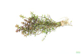 XL Bacopa Yellow Flame_Caroliniana_Aquarium Plant For sale