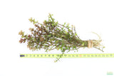XL Bacopa Yellow Flame_Caroliniana_Aquarium Plant For sale