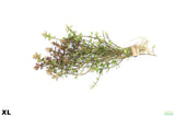 XL Bacopa Yellow Flame_Caroliniana_Aquarium Plant For sale