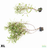 XL Hygrophila Stricta_Red Stem Unique Plant_HUGE_Aquarium Plant For Sale