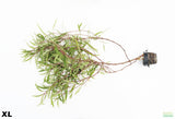 XL Hygrophila Stricta_Red Stem Unique Plant_HUGE_Aquarium Plant For Sale