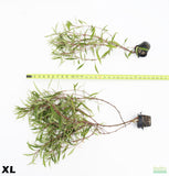 XL Hygrophila Stricta_Red Stem Unique Plant_HUGE_Aquarium Plant For Sale