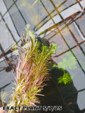 Rotala Nanjenshan_Aquarium PLants for sale_aquarium plan