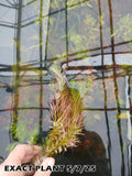 Rotala Nanjenshan_Aquarium PLants for sale_aquarium plan