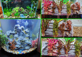 Sexy Red Aquarium Plant Combo_Aquarium Plants For Sale