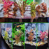 Sexy Red Aquarium Plant Combo_Aquarium Plants For Sale