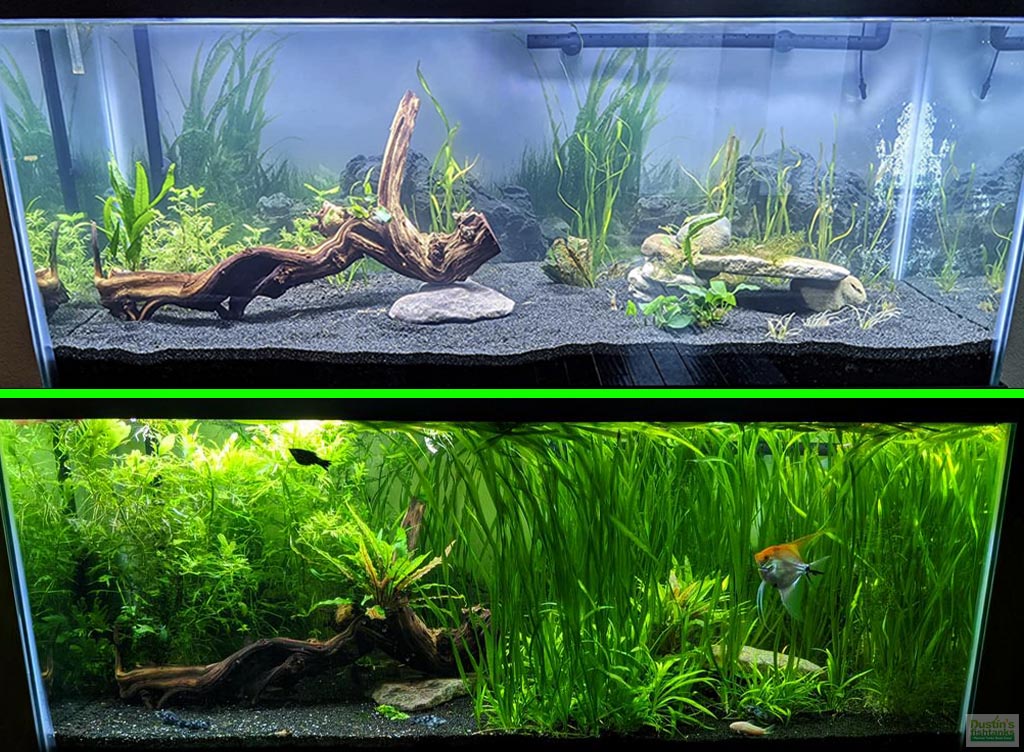 A+ "Must Have for Planted Tanks" Plant Booster GROWTH JUICE- (Our OWN Special Aquarium Plant Fertilizer) #1