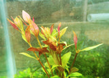 Alternanthera Reineckii "Green"