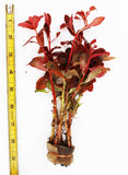 Ammania Gracilis_Thick Red Aquarium Plant_Red Plants_Red Aquarium Plants_reds_ammanias_Aquarium Plant_Aquarium Plants_Aquarium Plants for sale