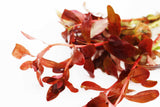 Ammania Gracilis_Thick Red Aquarium Plant_Red Plants_Red Aquarium Plants_reds_ammanias_Aquarium Plant_Aquarium Plants_Aquarium Plants for sale