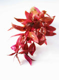 Alternanthera Lilacina_Purple Version Of Our Best Seller_Aquarium Plant For Sale