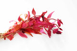 Alternanthera Lilacina_Purple Version Of Our Best Seller_Aquarium Plant For Sale