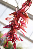 Alternanthera Lilacina_Purple Version Of Our Best Seller_Aquarium Plant For Sale
