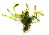 Anacharis Elodea_Easy Low Light Aquarium Plant