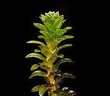 Elodea for sale on Dustin's Fishtanks
