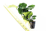 Anubias Barteri "Broadleaf" (Our Largest Anubias)