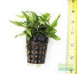 Anubias barteri var. glabra "pinto" hybrid