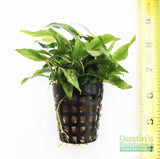 Anubias barteri var. glabra "pinto" hybrid