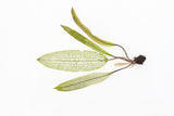 Madagascar Lace Plant (Aponogeton madagascariensis)