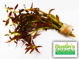 Limnophila Aromaticoides "Hybrid Purple"
