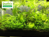 Baby Tears for sale grow out tank