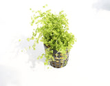 Baby Tears Monte Carlo_Carpeting Aquarium Plant_Foreground Plant