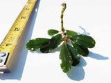 Random 7 Leaves of Bucephalandra