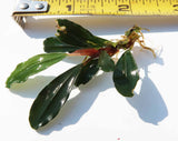 Random 7 Leaves of Bucephalandra