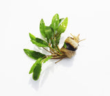 Crypt Wendtii Green_Cryptocoryne_Aquarium plants_aquarium plant for sale